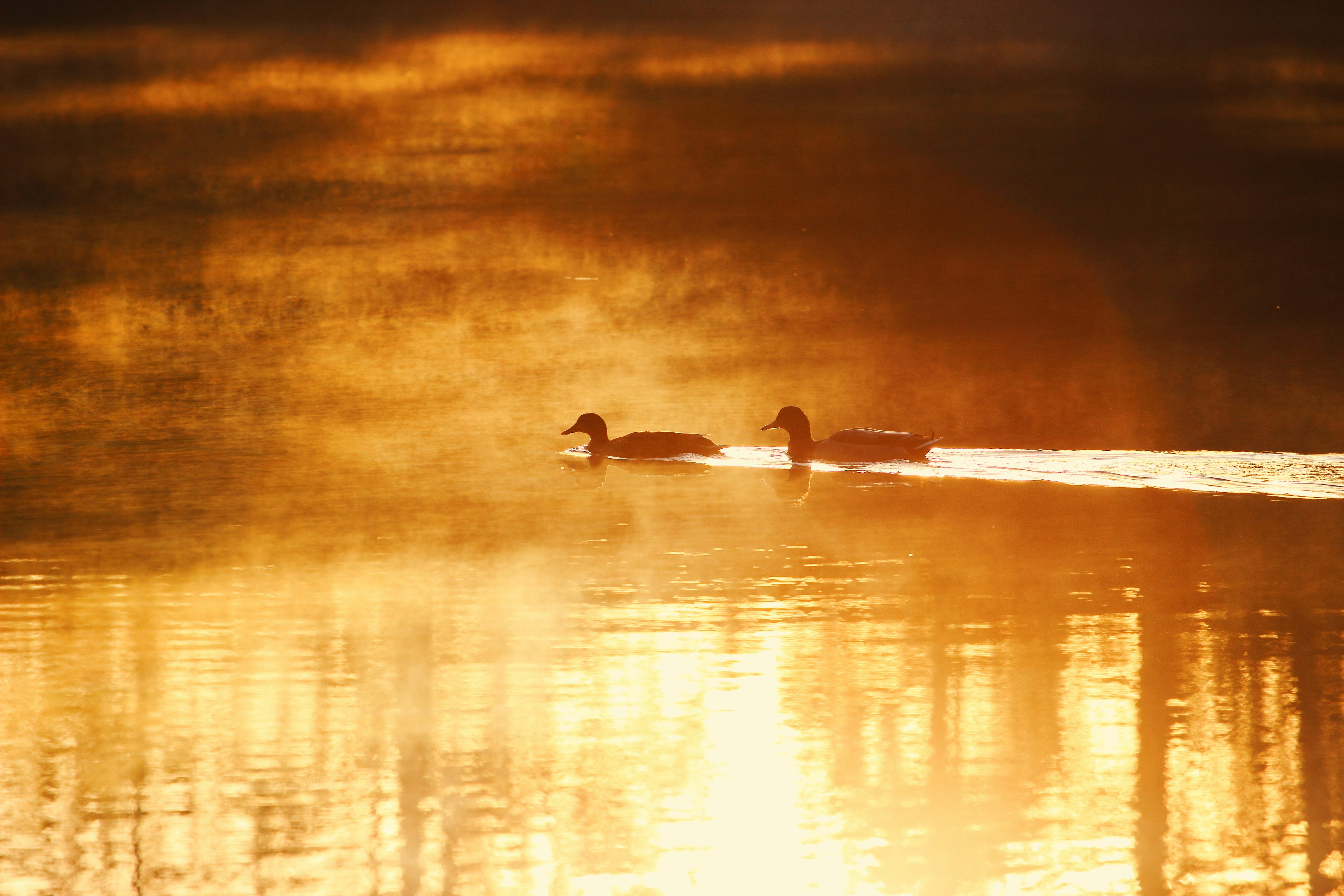 two swans on water during sunset